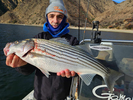 Guide Service, a man showing a nice big strided bass or striper caught on an EZ U-Rig